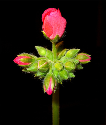شمعدانی عطری